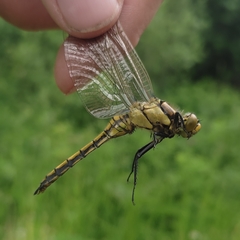 Orthetrum cancellatum