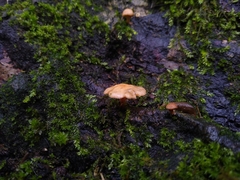 Marasmiellus alliiodorus