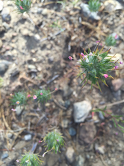 Polemoniaceae