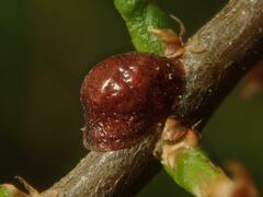 Parthenolecanium corni