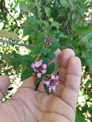 Lantana fucata