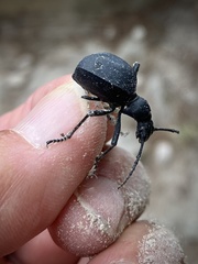 Leptoderis