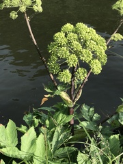 Angelica archangelica