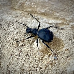 Leptoderis