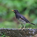Japanese Thrush - Photo (c) Kevin Lin, some rights reserved (CC BY-NC-SA)