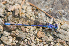 Argia munda