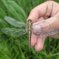 Orthetrum cancellatum