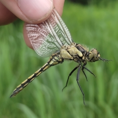 Orthetrum cancellatum