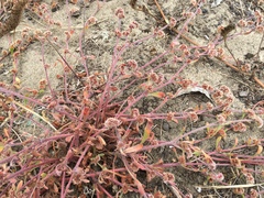 Chorizanthe cuspidata cuspidata