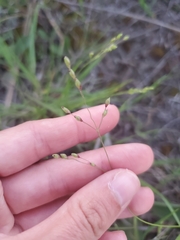 Dichanthelium perlongum