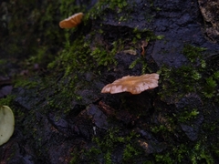 Marasmiellus alliiodorus