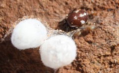 Steatoda latifasciata