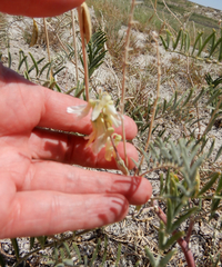Astragalus racemosus