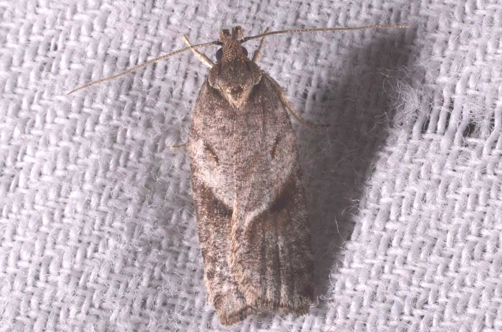 Mugwort Flat-body