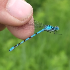 Enallagma cyathigerum