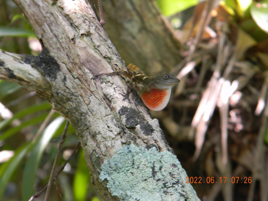 Pinardel Rio Anole