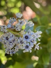 Ceanothus oliganthus sorediatus