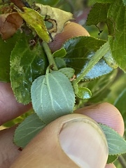 Ceanothus oliganthus sorediatus