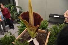 Amorphophallus titanum