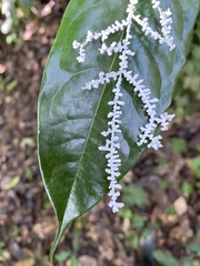 Brunneocorticium corynecarpon