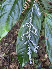 Brunneocorticium corynecarpon