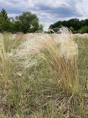 Stipa borysthenica