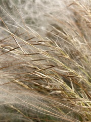 Stipa borysthenica