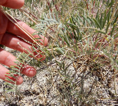 Astragalus racemosus