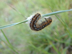Malacosoma franconicum