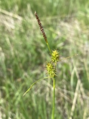 Carex lepidocarpa