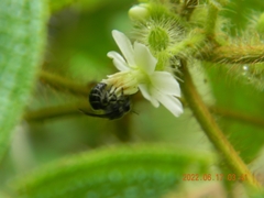 Colletes submarginatus