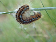 Malacosoma franconicum