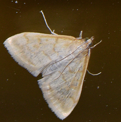 Hahncappsia pergilvalis