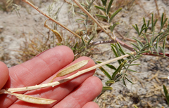 Astragalus racemosus