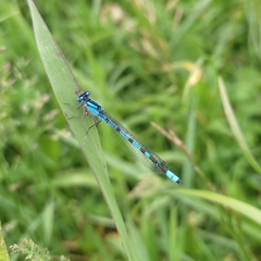 Enallagma cyathigerum