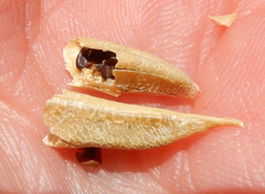 Astragalus racemosus