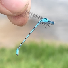 Enallagma cyathigerum