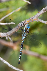 Rhionaeschna dugesi
