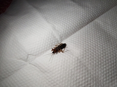 Pterygota