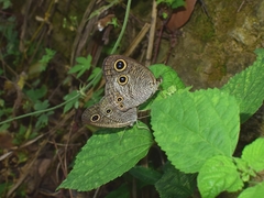 Ypthima multistriata