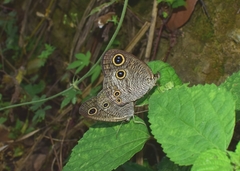 Ypthima multistriata