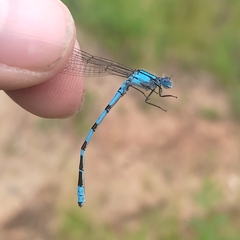 Enallagma cyathigerum