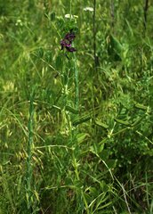 Vicia serratifolia