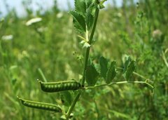 Vicia serratifolia