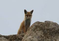 Vulpes vulpes barbara