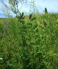 Vicia serratifolia