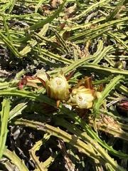 Selenicereus hamatus