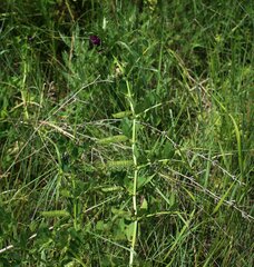 Vicia serratifolia