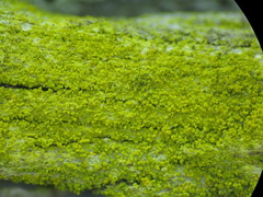 Candelariella xanthostigma