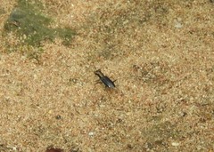 Jansenia tetrastacta